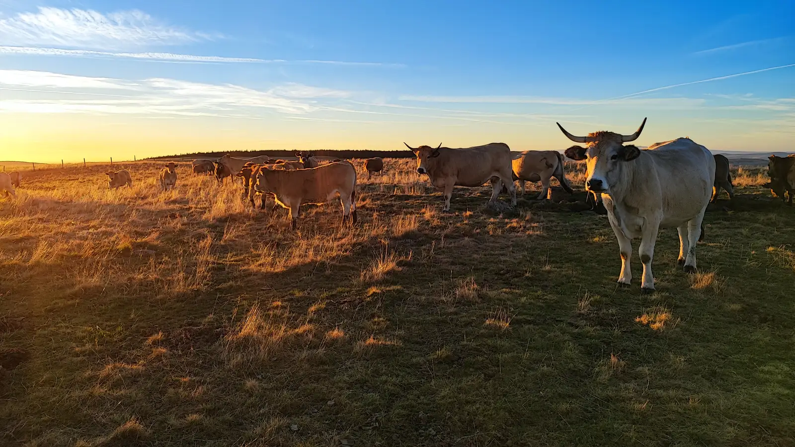 Vacas de capa clara y cuernos en forma de lira pastando en una meseta, con el sol bajo
