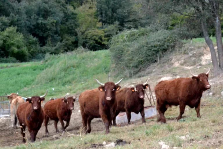 Vedelles de raça Aubrac i Saler a l'explotació