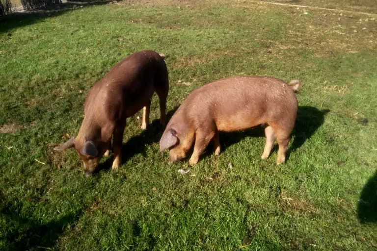 Porcs de raça Duroc pasturant a la granja