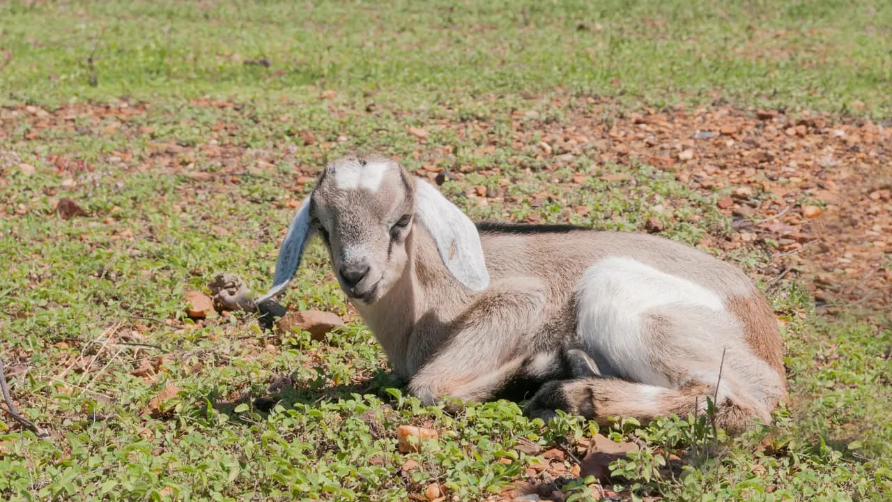 Cabrito joven tumbado sobre la hierba